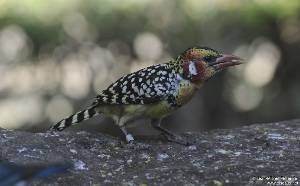 Red-and-yellow Barbet