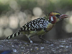 Red-and-yellow Barbet