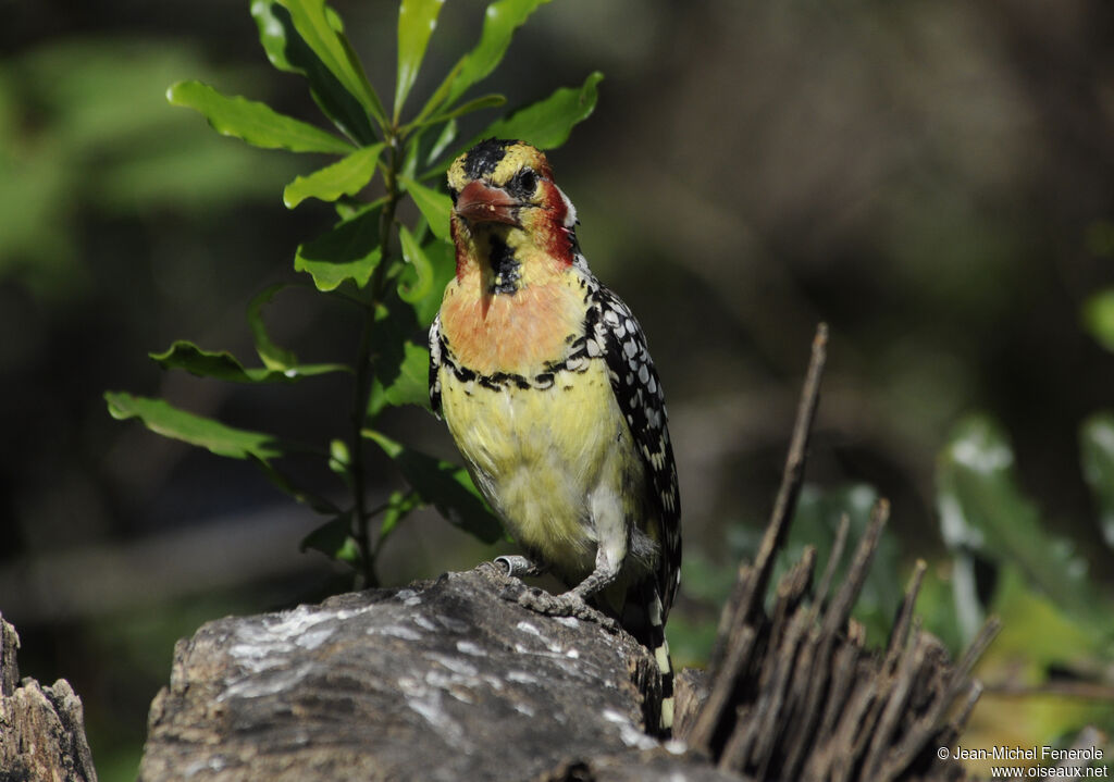 Red-and-yellow Barbet