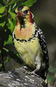 Red-and-yellow Barbet