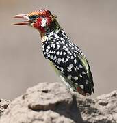 Red-and-yellow Barbet