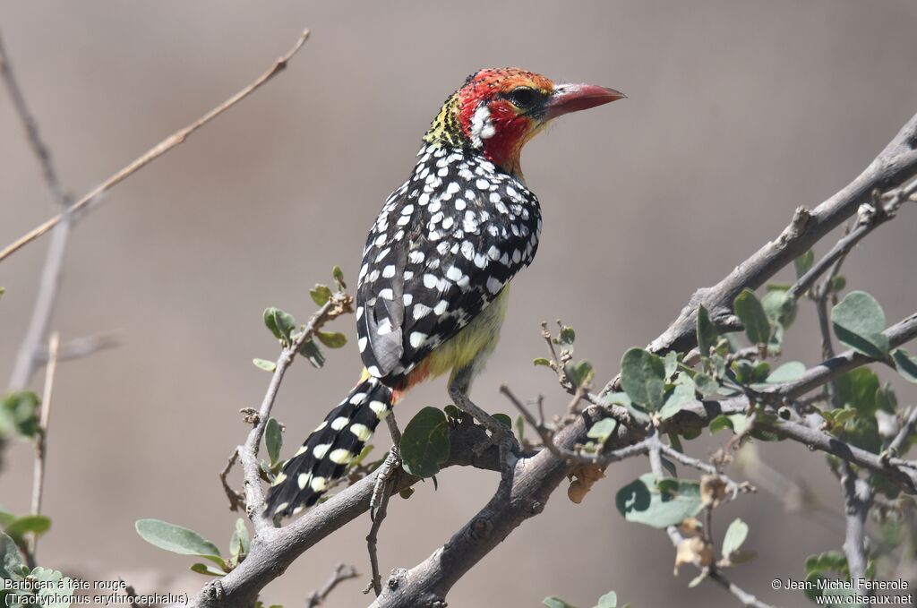 Red-and-yellow Barbet