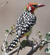 Red-and-yellow Barbet