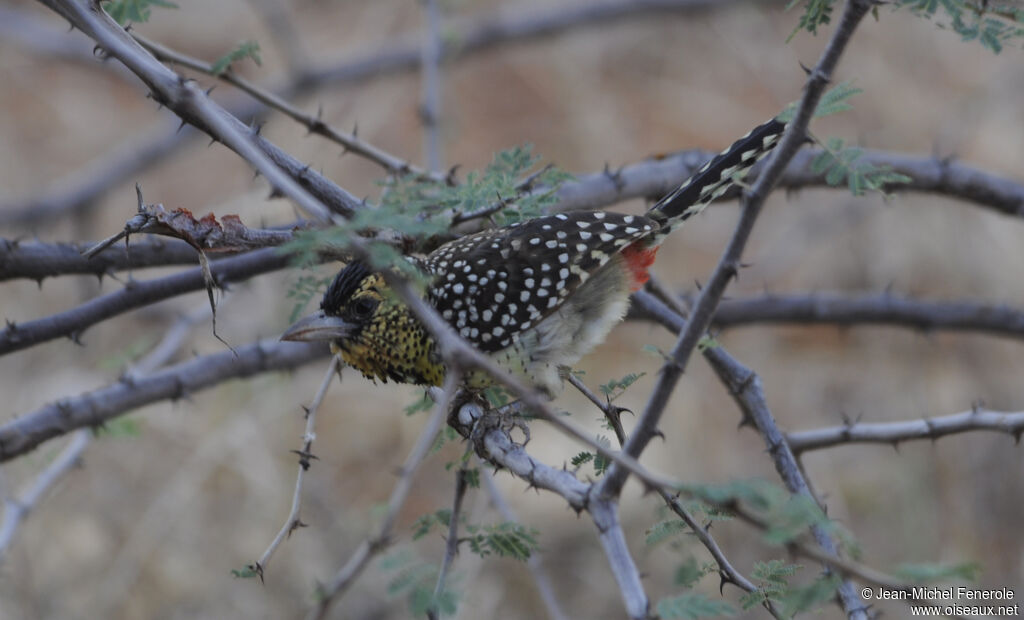 D'Arnaud's Barbet