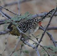 D'Arnaud's Barbet