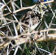 Usambiro Barbet