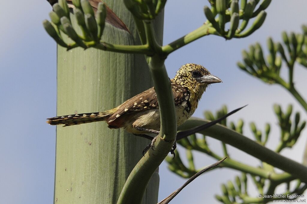 Usambiro Barbet