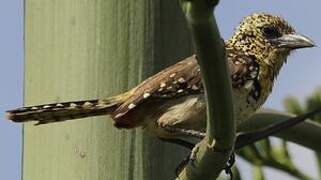 Usambiro Barbet