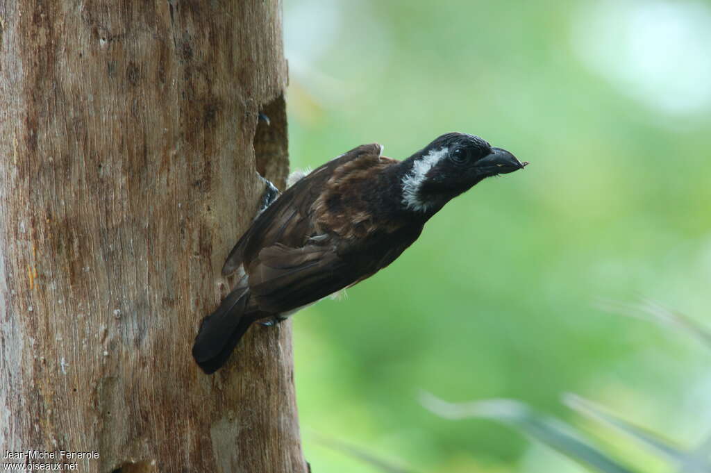 White-eared Barbetadult, Reproduction-nesting