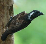 White-eared Barbet