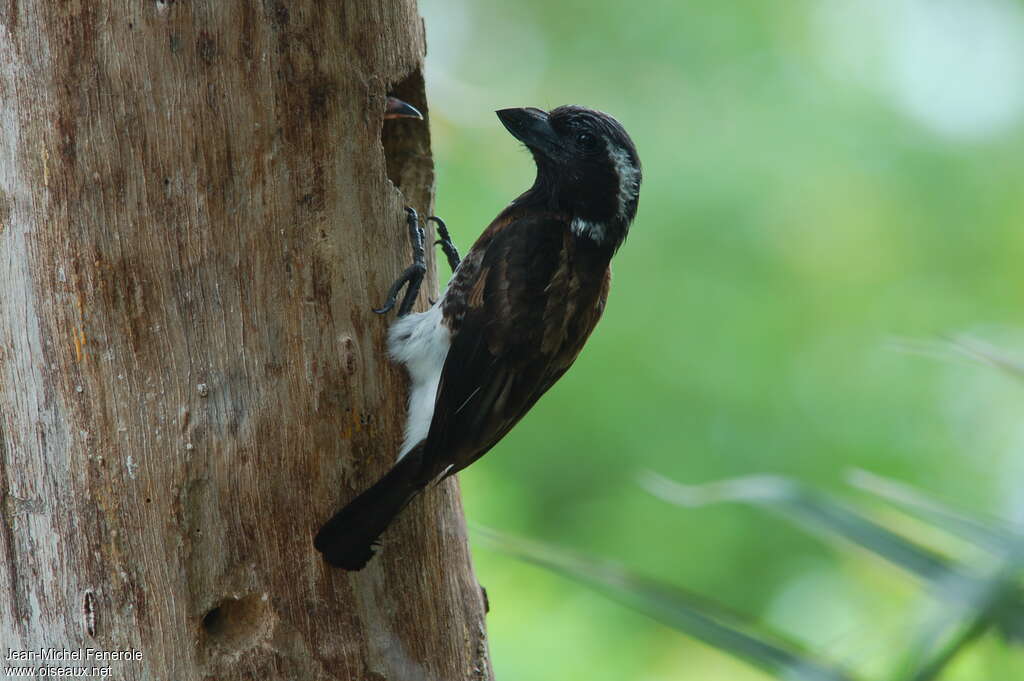 White-eared Barbetadult, Reproduction-nesting