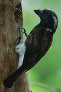 White-eared Barbet