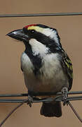 Acacia Pied Barbet