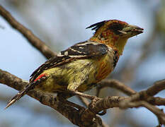 Crested Barbet