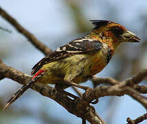 Crested Barbet