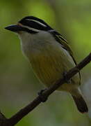 Yellow-rumped Tinkerbird