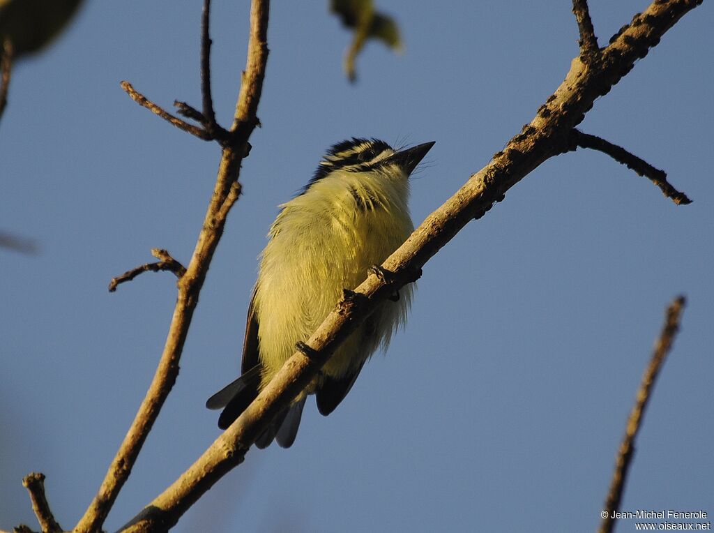 Yellow-rumped Tinkerbird