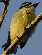 Yellow-rumped Tinkerbird