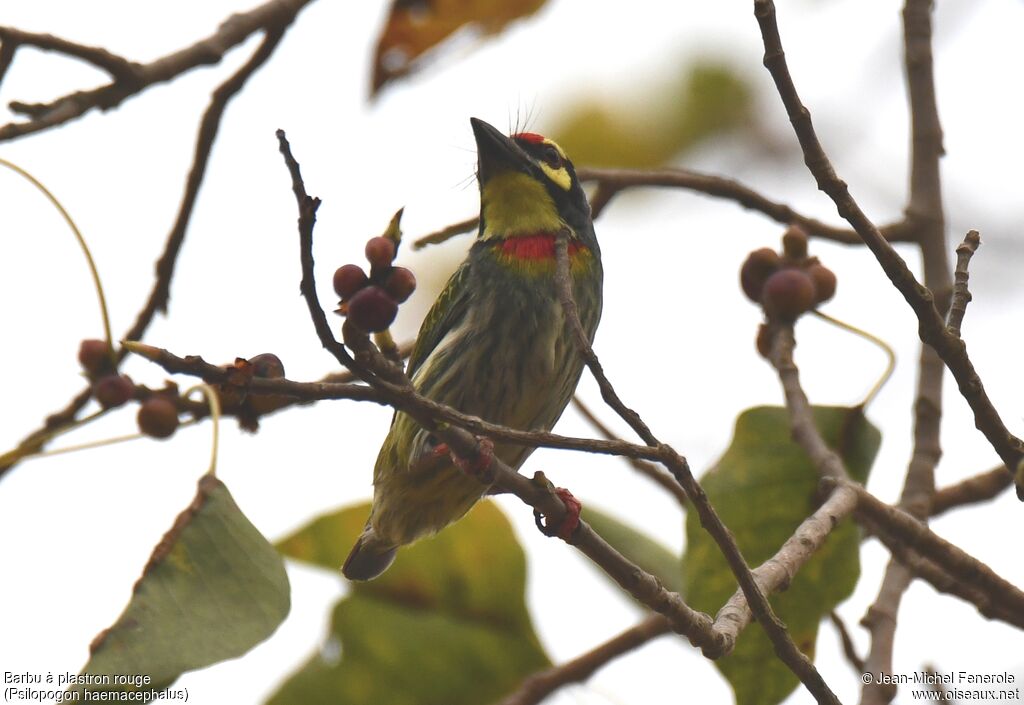 Barbu à plastron rouge