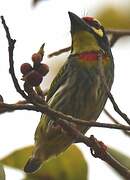 Coppersmith Barbet