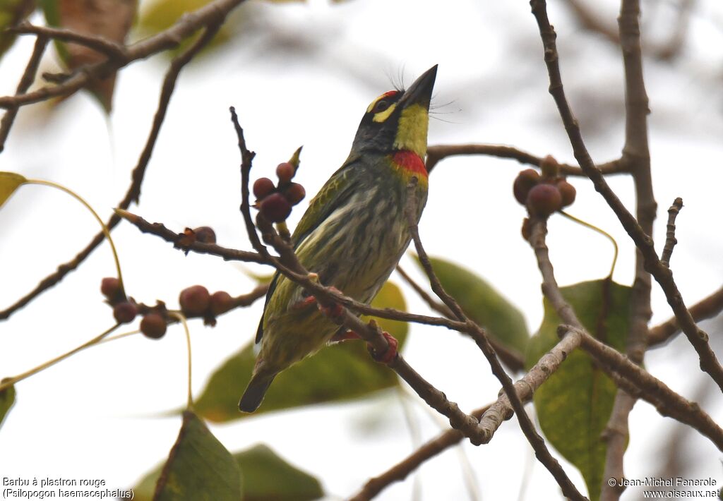 Coppersmith Barbet