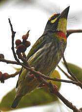 Barbu à plastron rouge