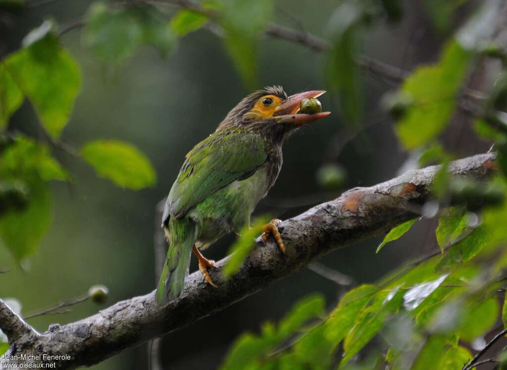 Brown-headed Barbetadult, feeding habits