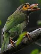 Brown-headed Barbet