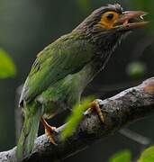 Brown-headed Barbet