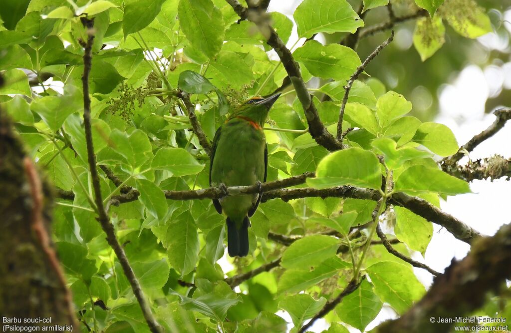 Flame-fronted Barbet