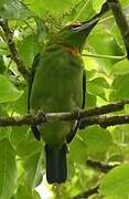 Flame-fronted Barbet