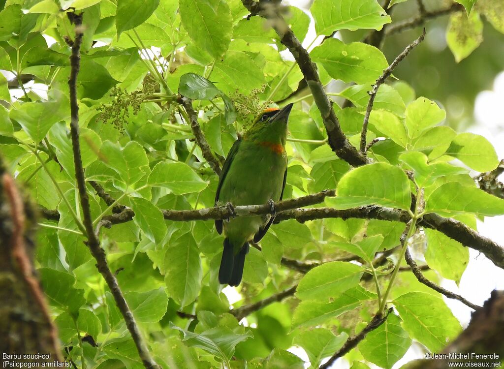 Flame-fronted Barbet