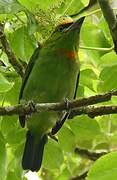 Flame-fronted Barbet