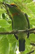 Flame-fronted Barbet