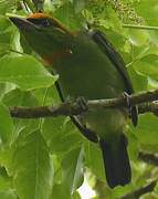 Flame-fronted Barbet