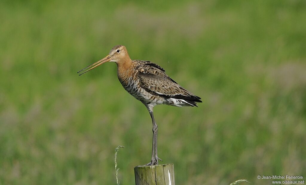 Black-tailed Godwit