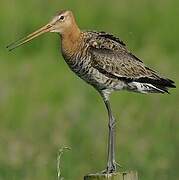 Black-tailed Godwit