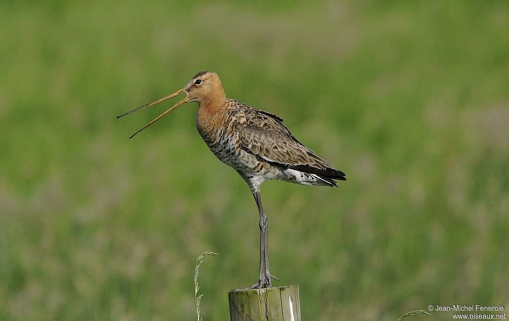 Black-tailed Godwit