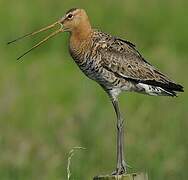 Black-tailed Godwit