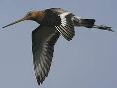 Black-tailed Godwit