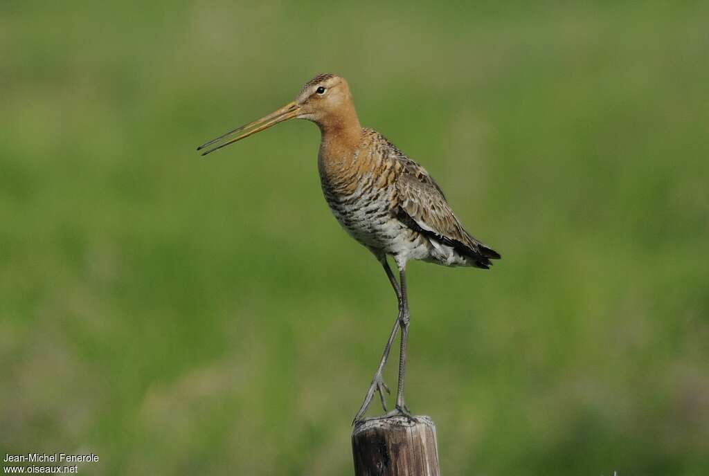 Black-tailed Godwit male adult, song