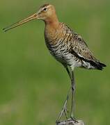 Black-tailed Godwit