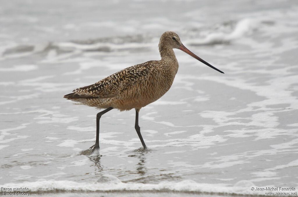 Marbled Godwit