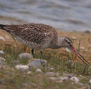 Bar-tailed Godwit