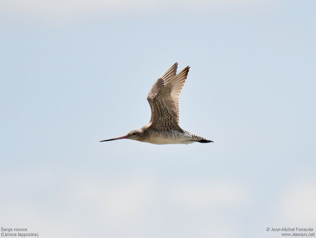 Bar-tailed Godwit