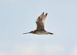 Bar-tailed Godwit