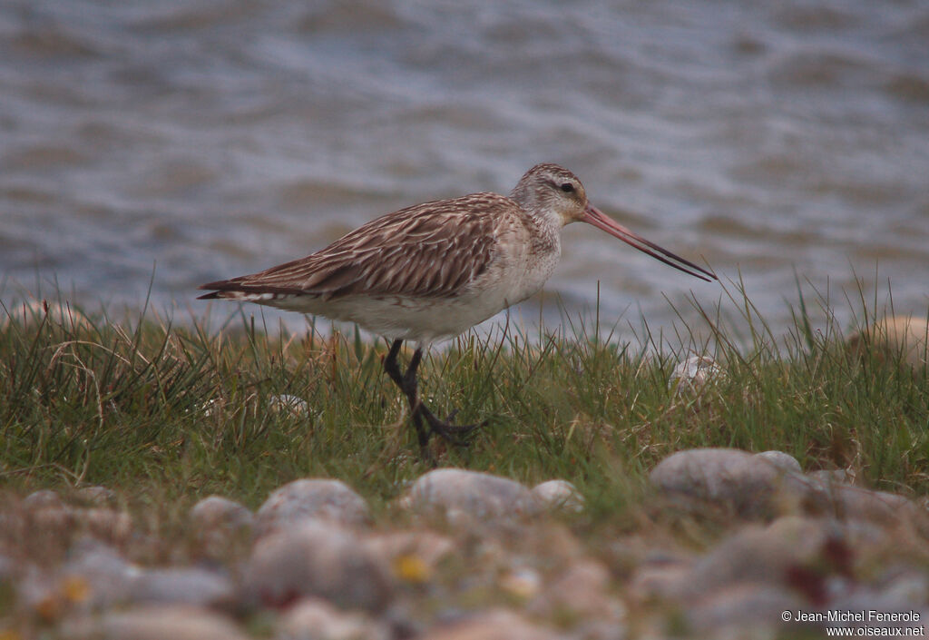 Bar-tailed Godwitadult post breeding