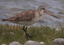 Bar-tailed Godwit