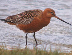 Bar-tailed Godwit