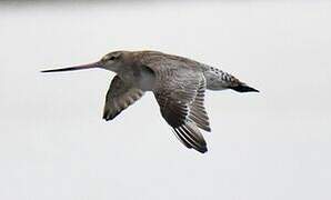 Bar-tailed Godwit